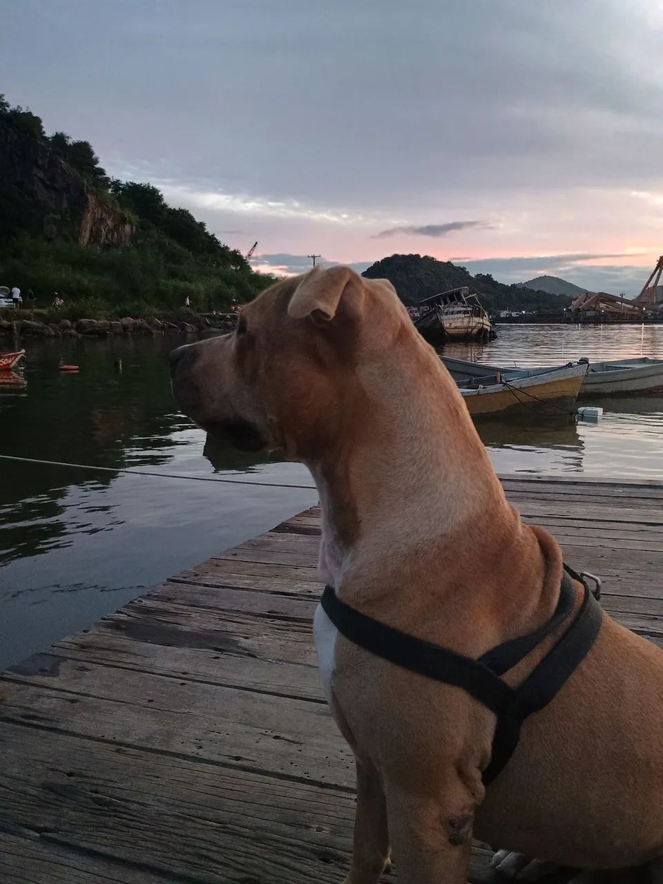 Doaçao Pitbull ? - Foto 3