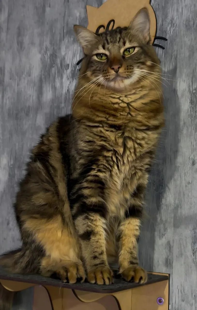 Gato - Foto 2