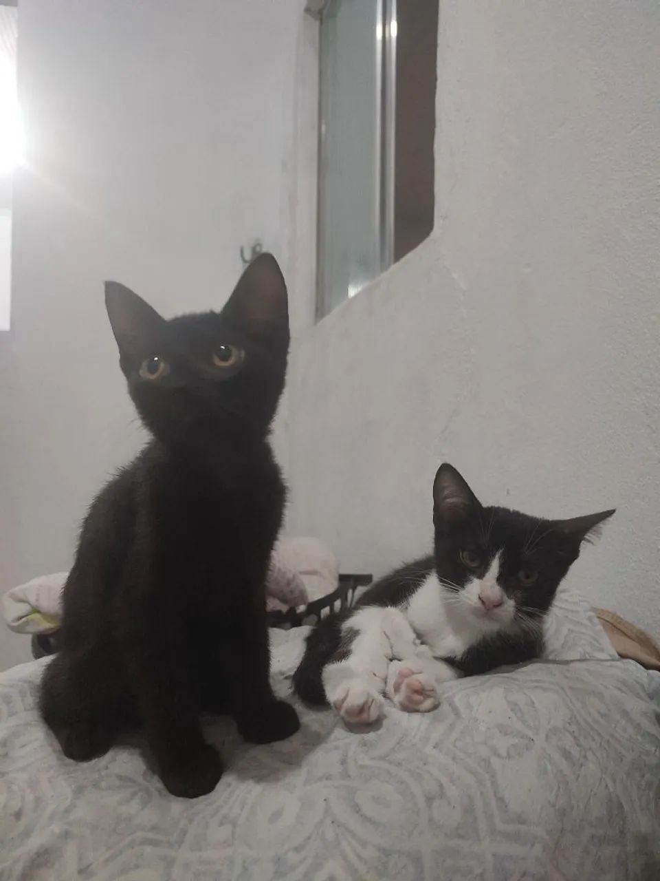 Gatinhas Para Adoção - Foto 2