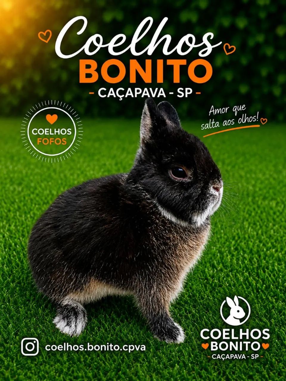 Coelho anão importado Raça netherland dwarf  - Foto 5