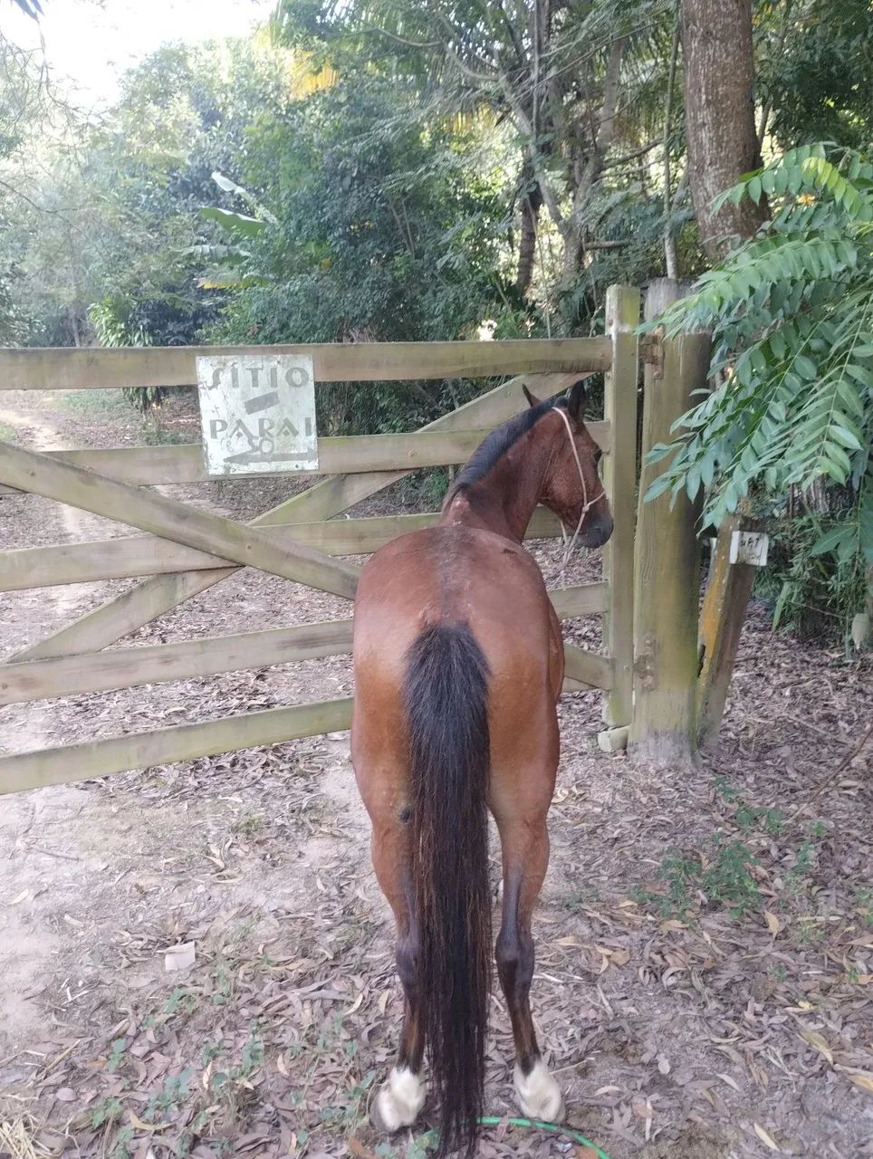 Cavalo 