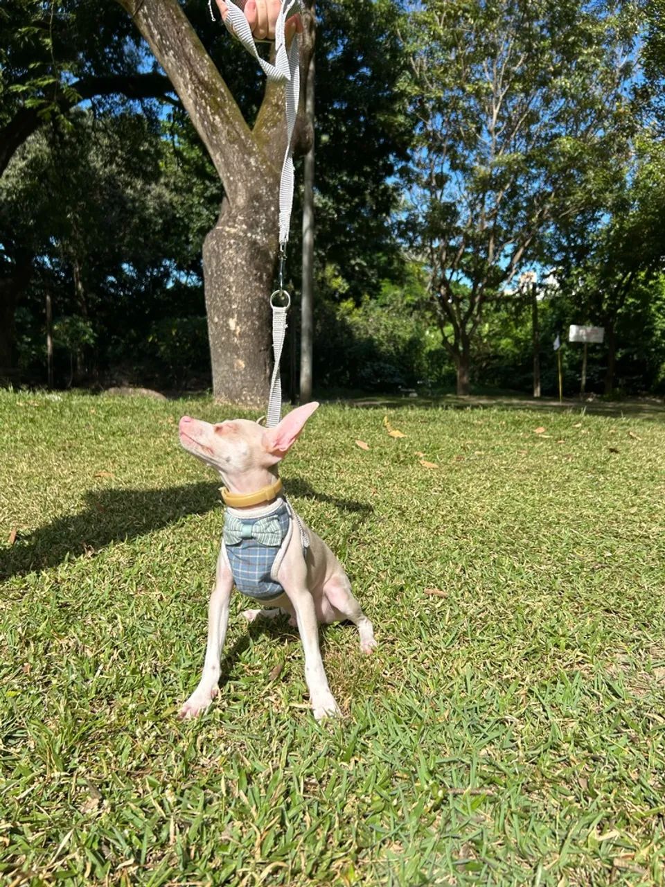 Pinscher Albino (Izabel) - Foto 2