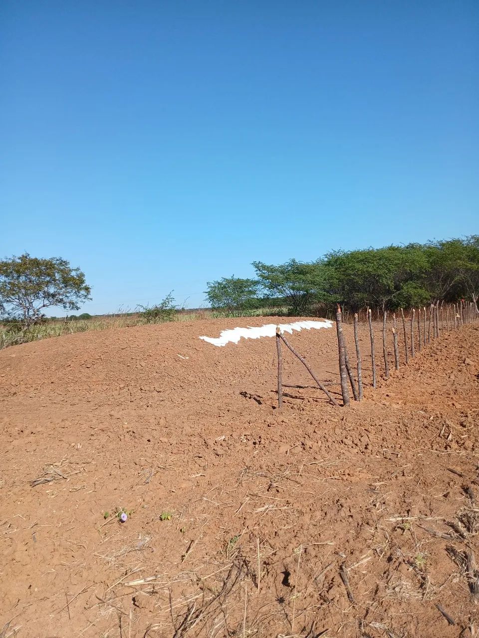 Silagem de milho colhida com a espiga, todo milho.. e tenho de sorgo em outro silo.
