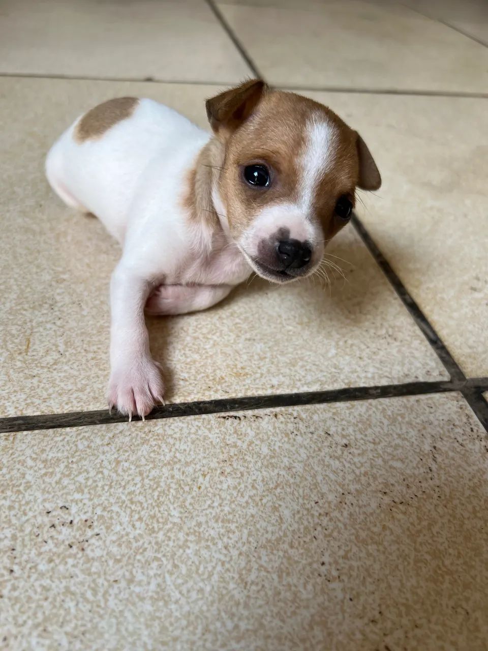 Pinscher  - Foto 4