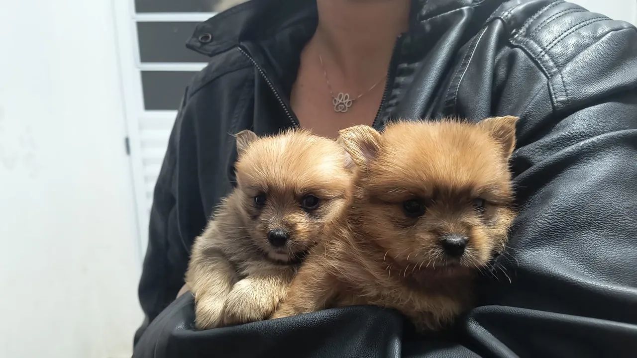 Spitz alemão  - Foto 3