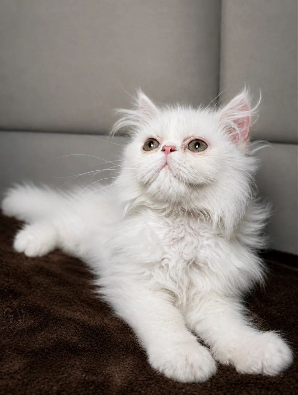 Gato persa  - Foto 4