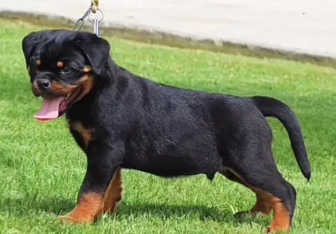 FILHOTES DE ROTTWEILER - Foto 4