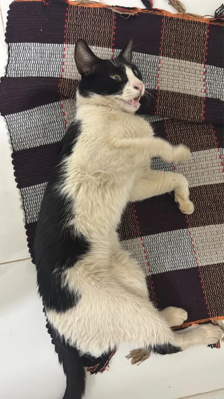 DOAÇÃO GATO  - Foto 3