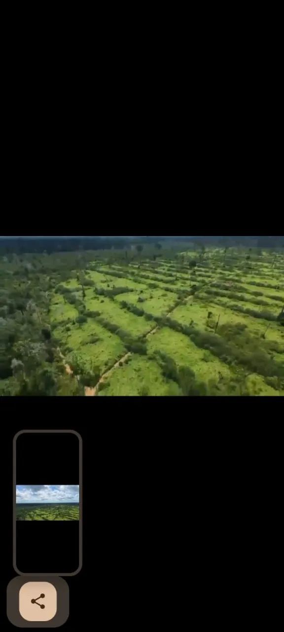 Terreno com 600 hectares de pasto  - Foto 5