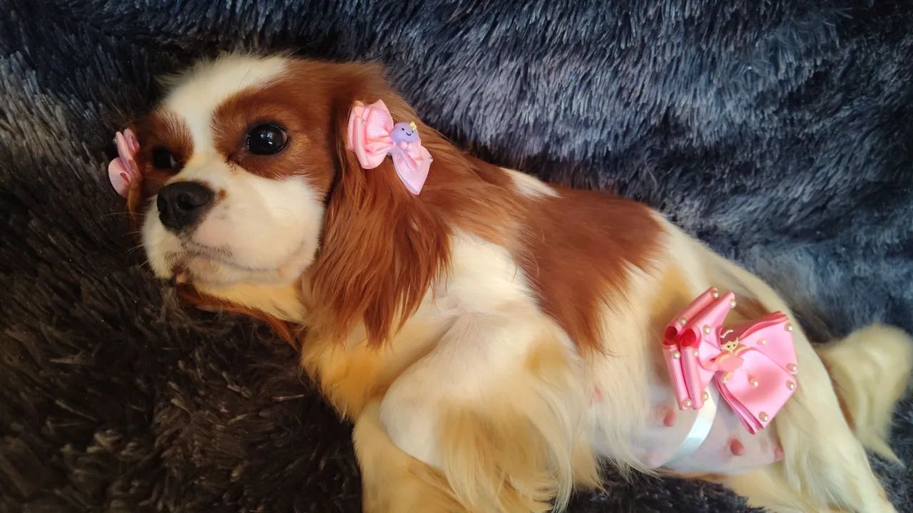 Filhote macho de Cavalier king 