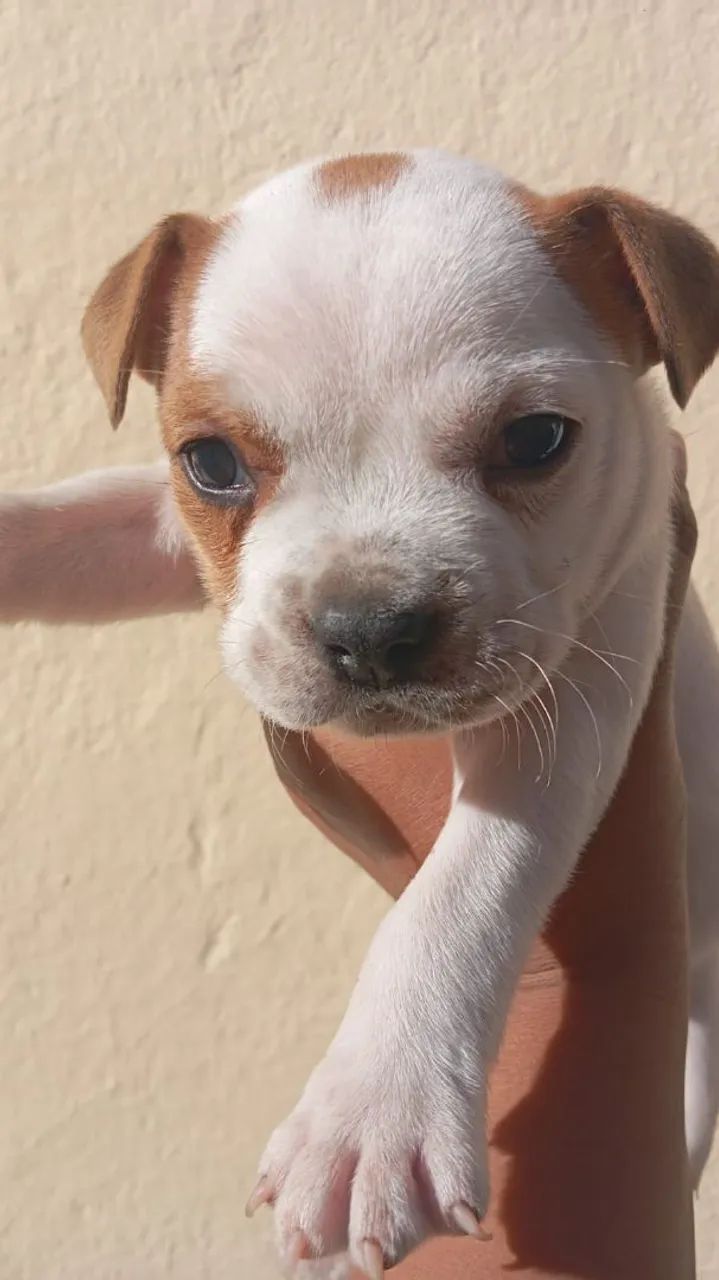 Américan bully - Foto 2