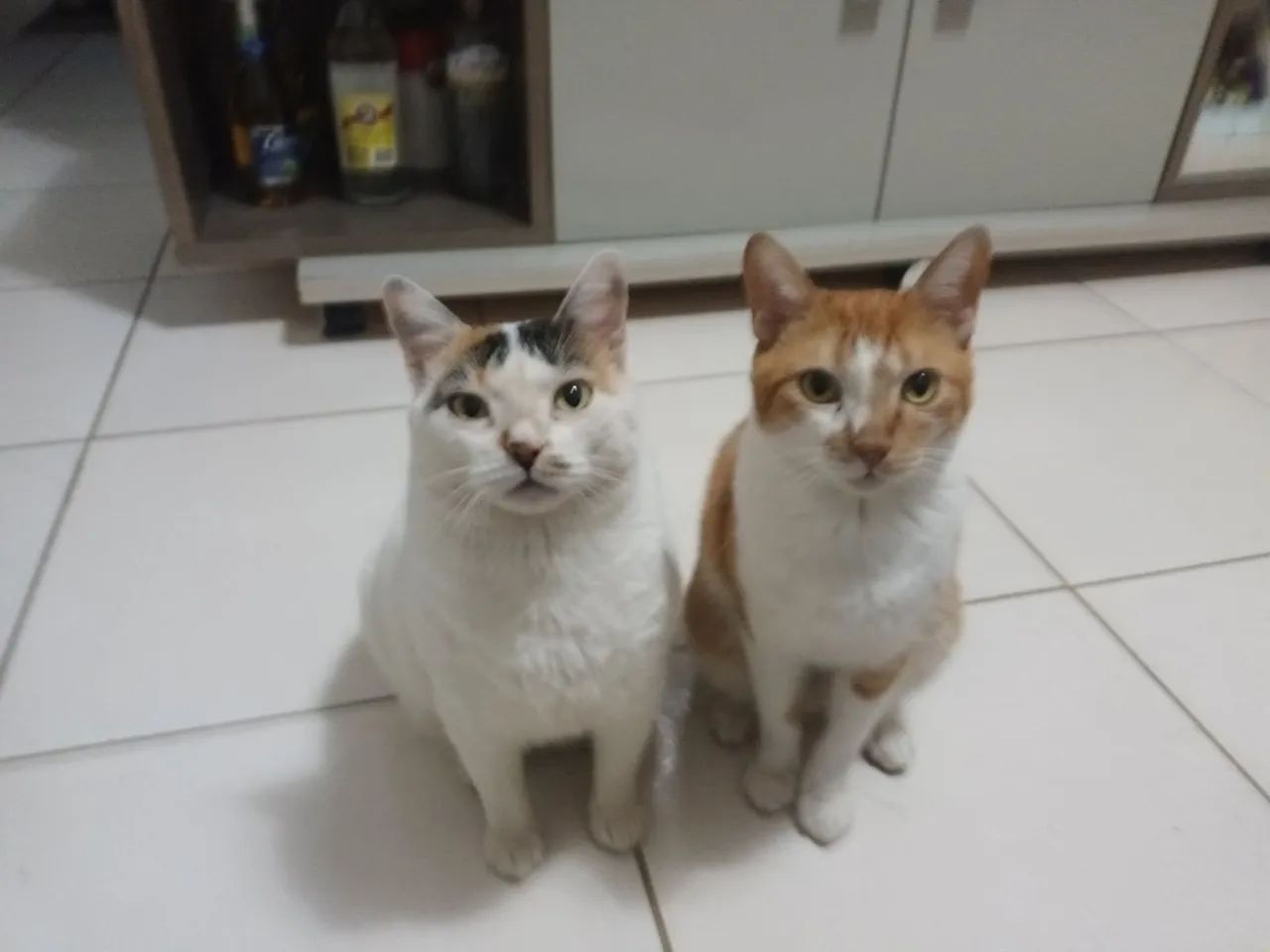 Gatos - Foto 2