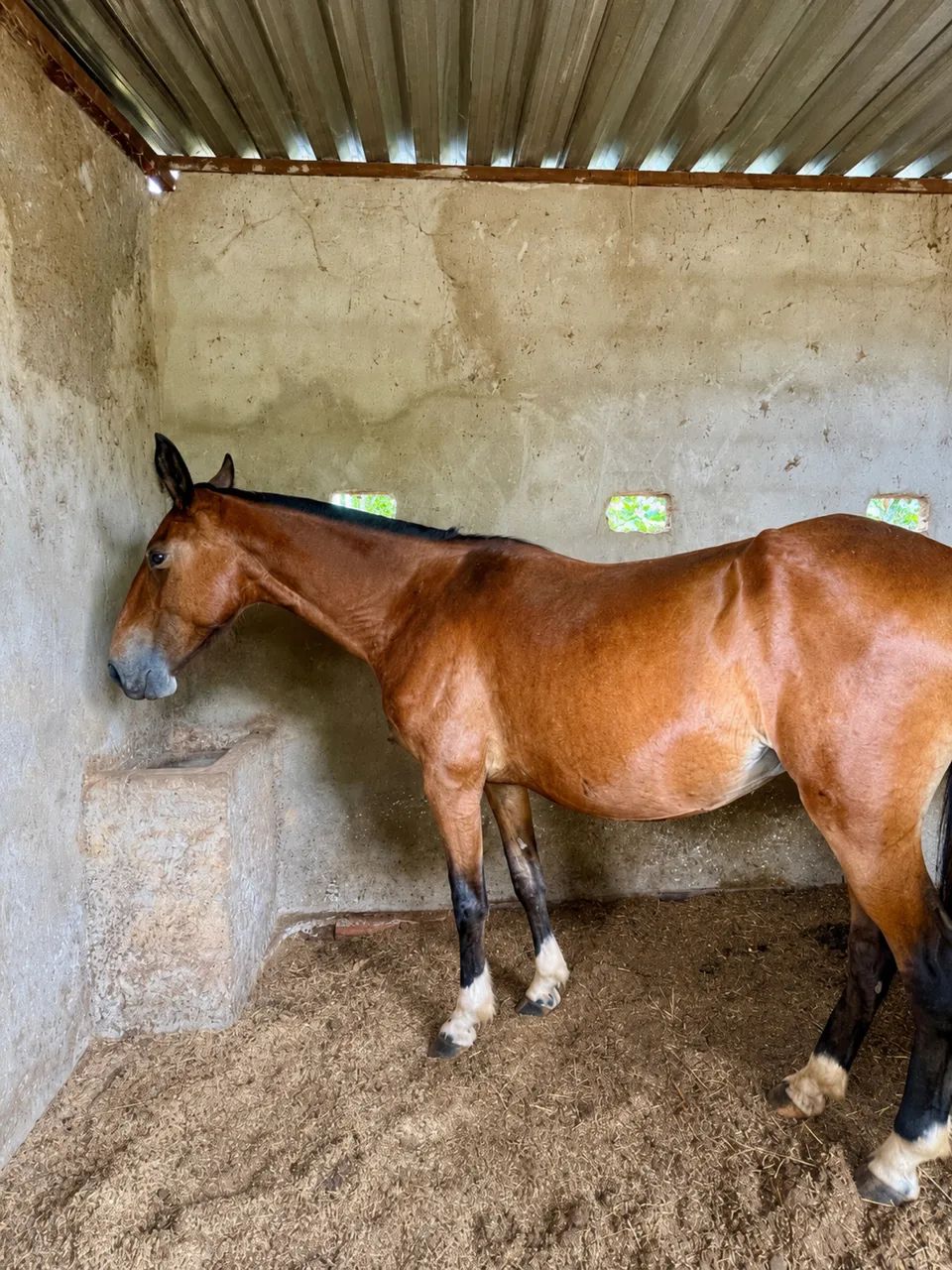 Cavalo garanhão , égua prenha e potro Campolina - registrados e filhos de campeões  - Foto 2