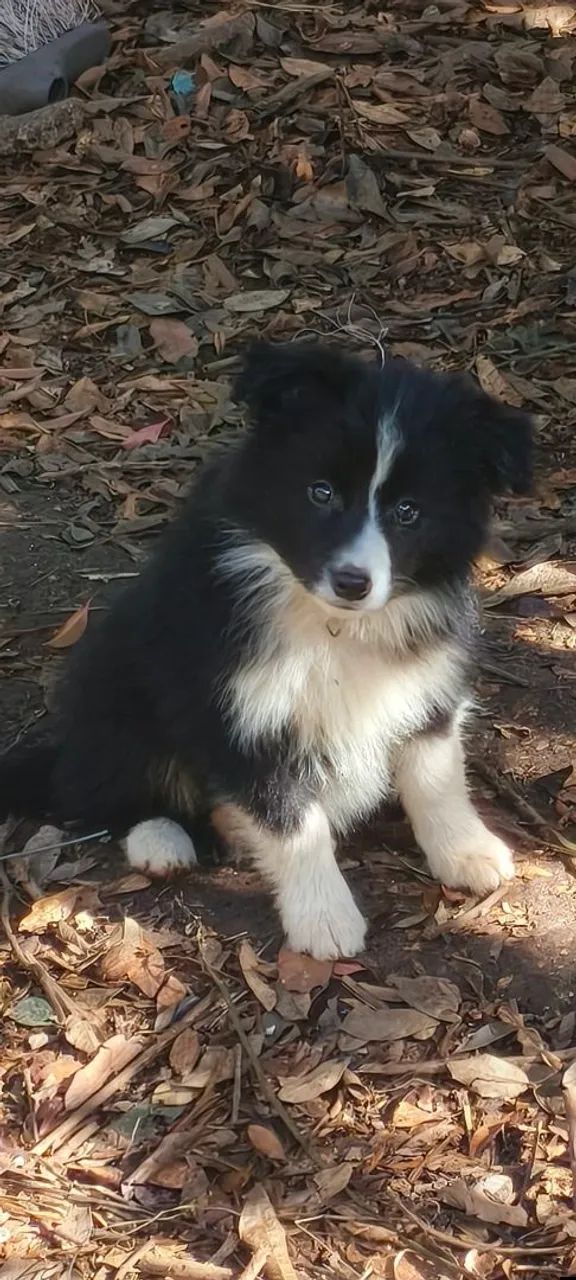 Border Collie 