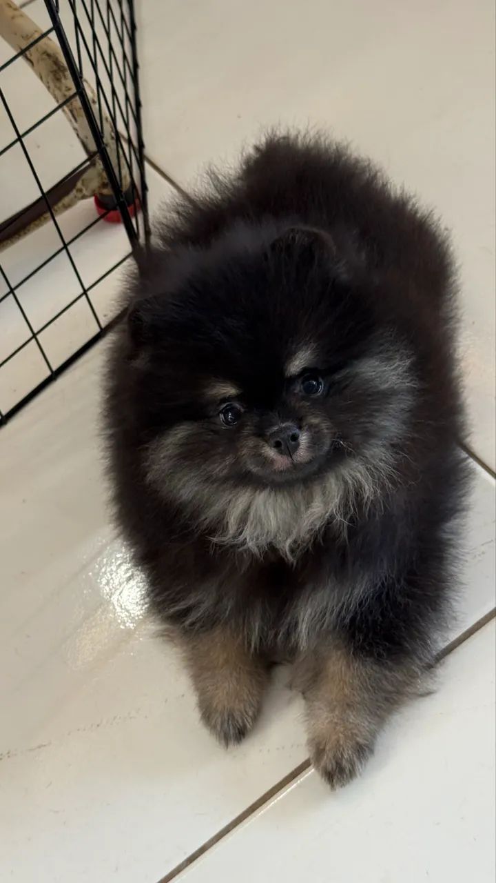 Spitz alemão machinho - Foto 3