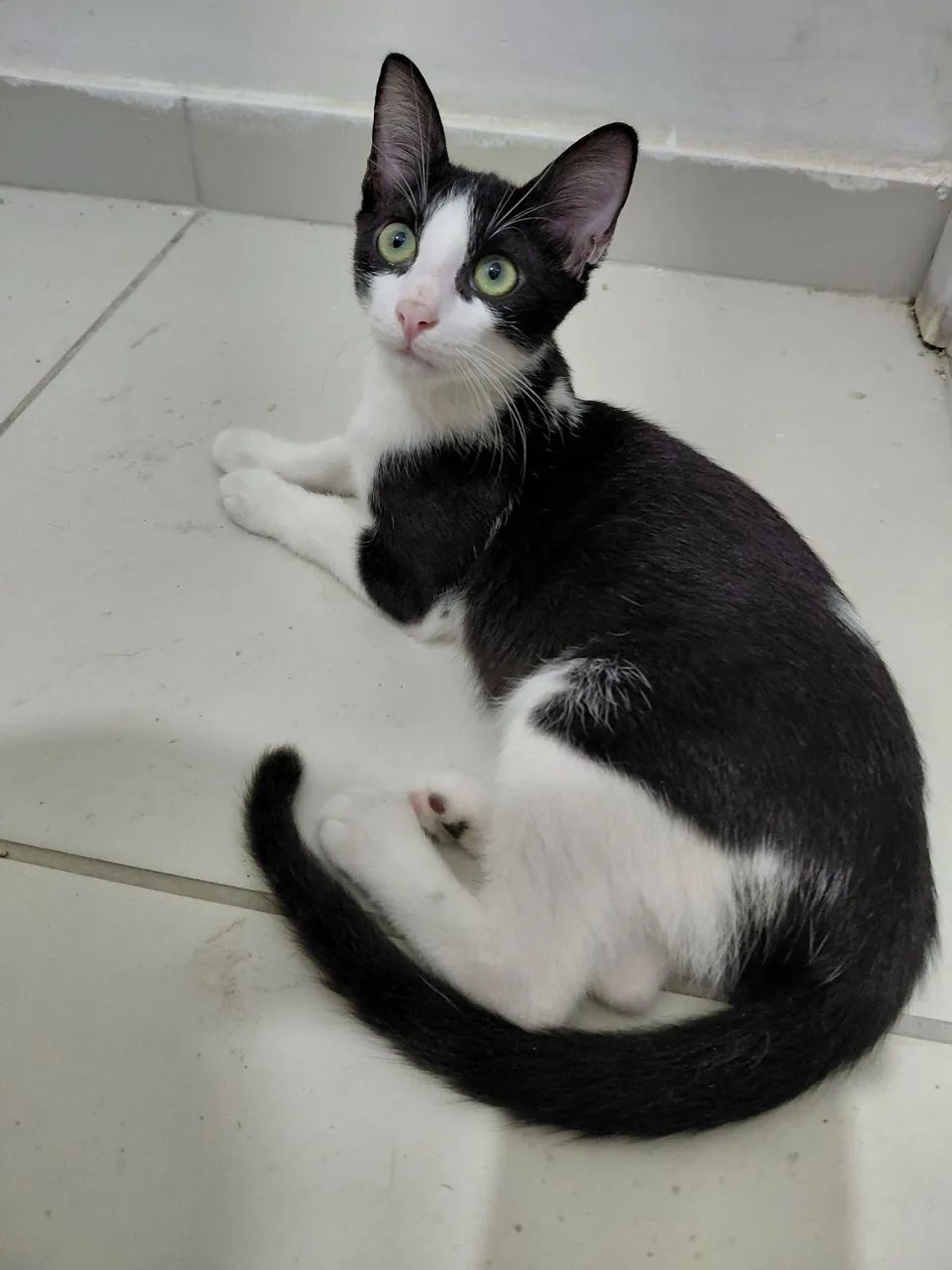 Adoção  - Foto 2