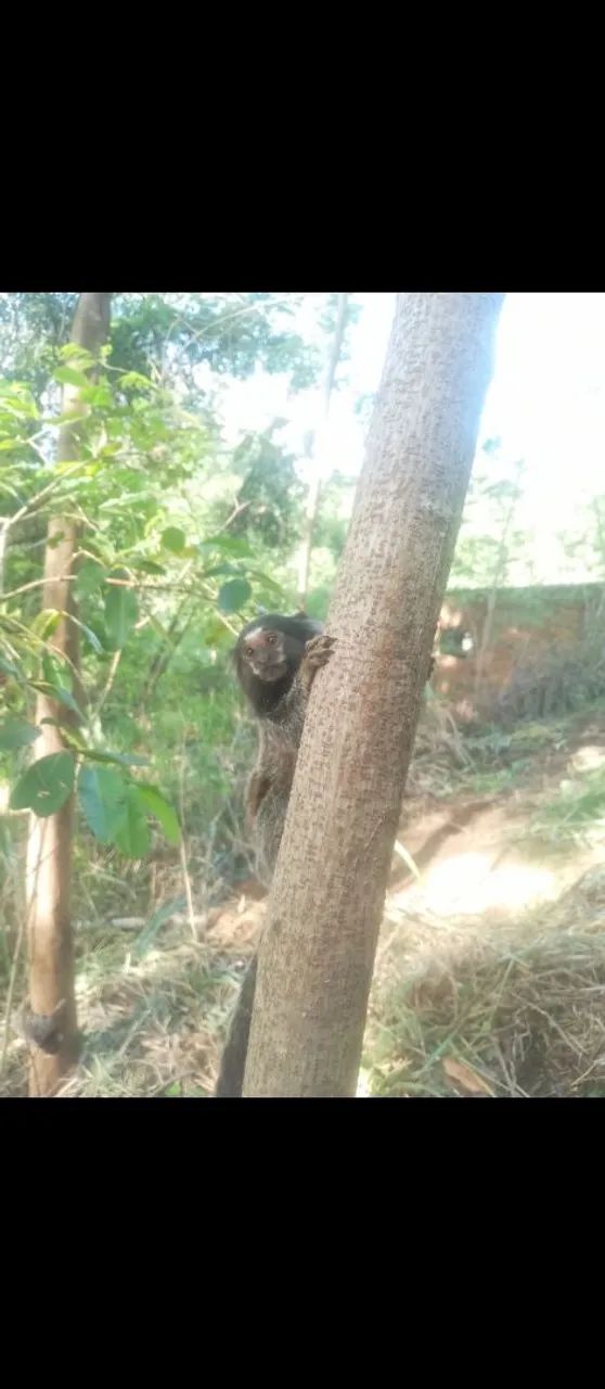 Terreno a venda  - Foto 5