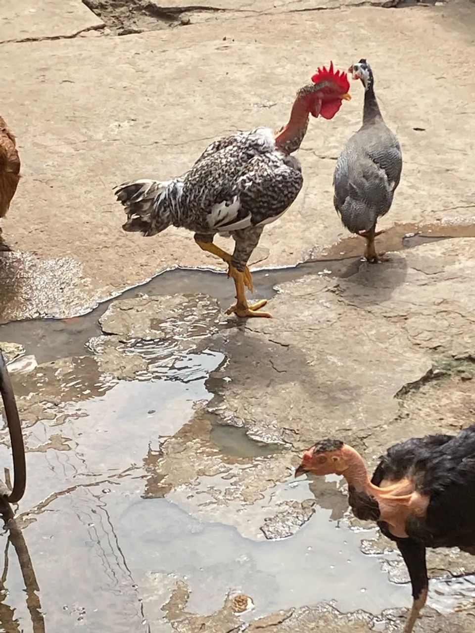 Frango caipira  - Foto 4