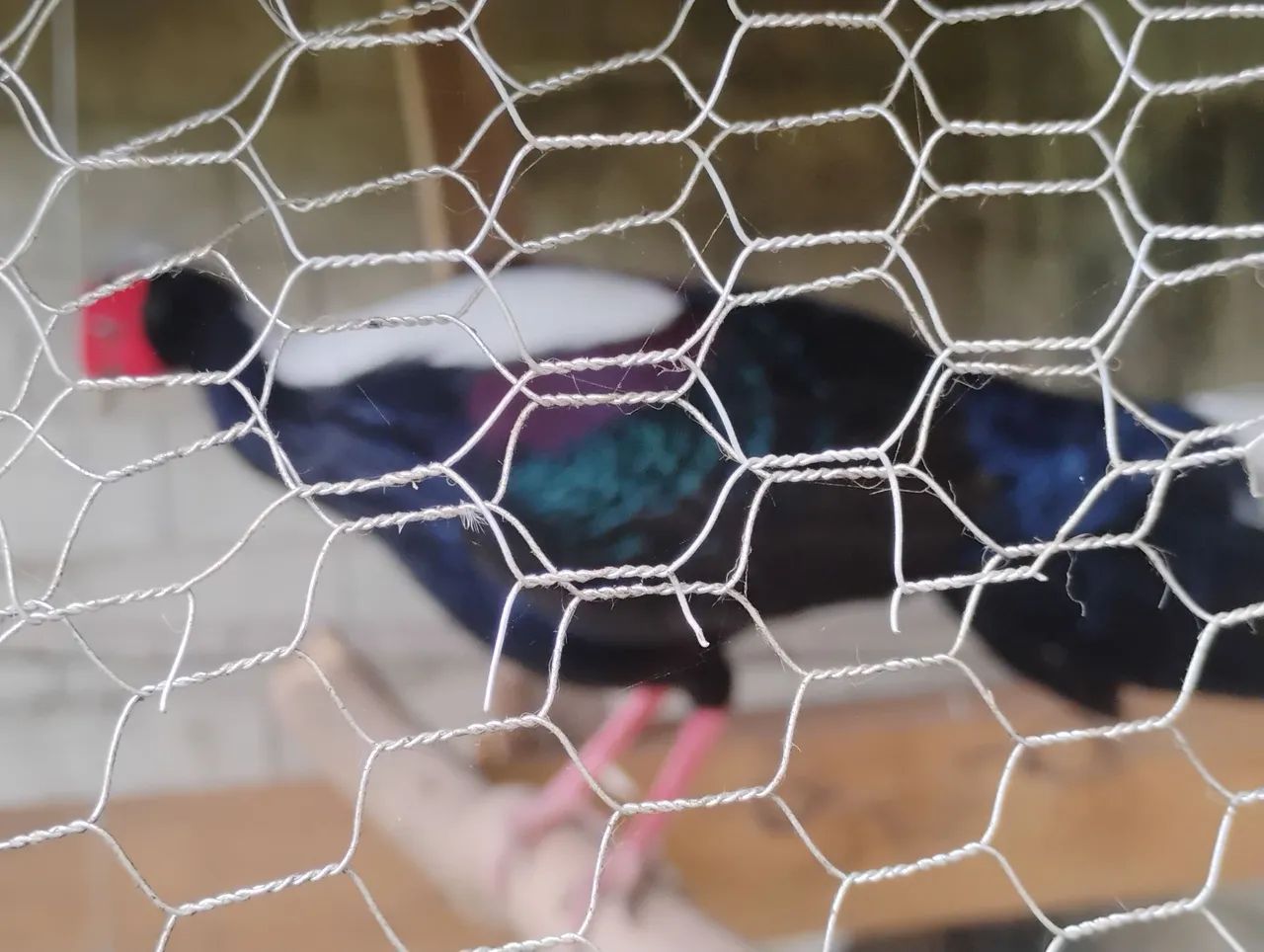 AVES EXOTICAS - Foto 2