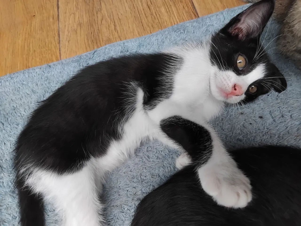 Adoção responsável - Foto 3