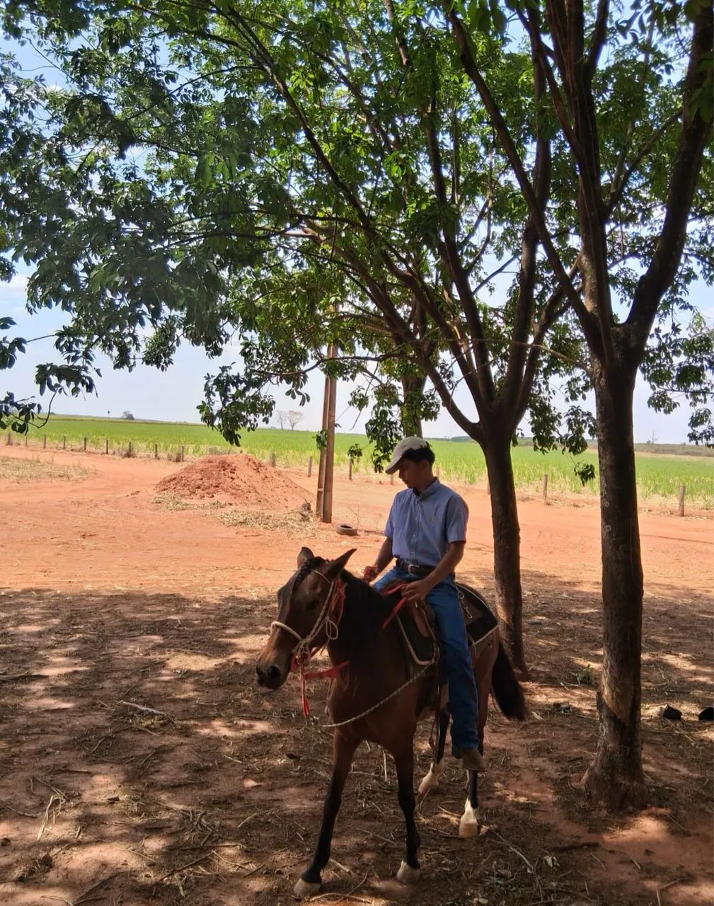 Animais 65093396606851122