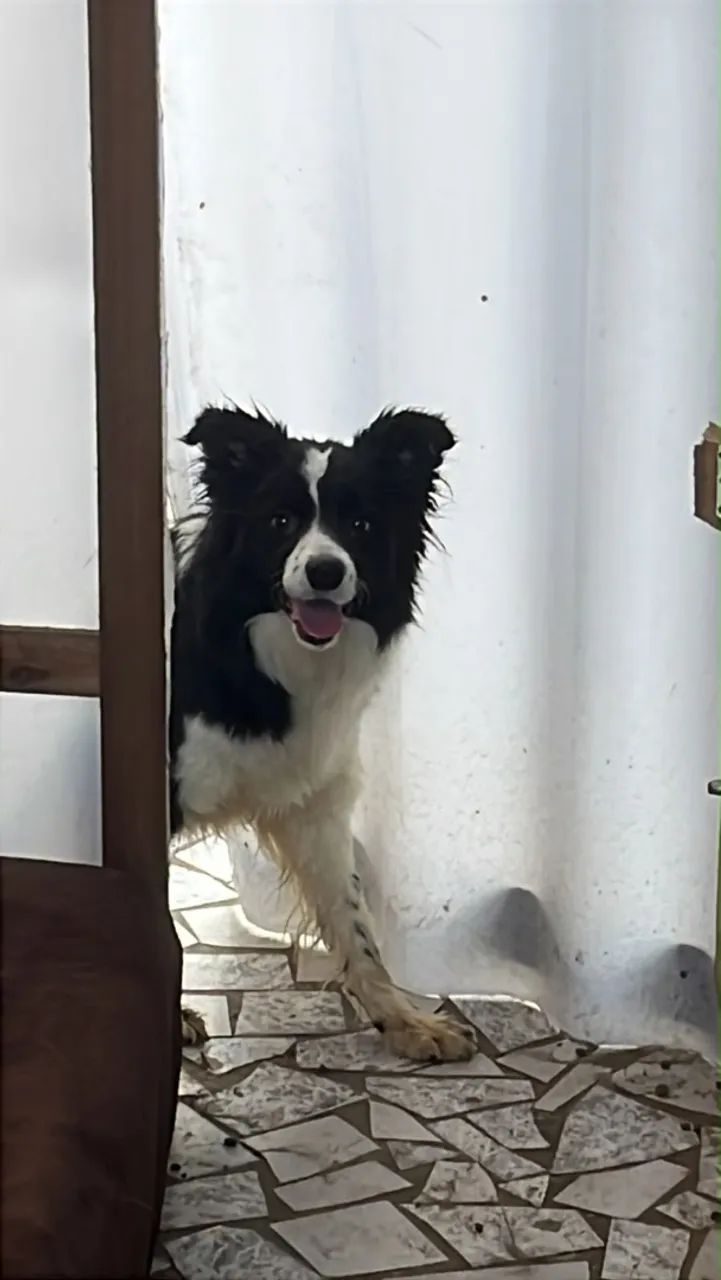 Fêmea de Border collie  - Foto 5