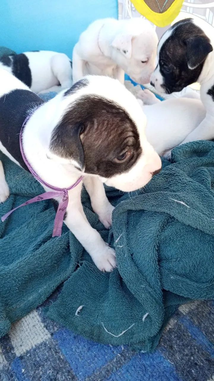Cachorro  - Foto 3