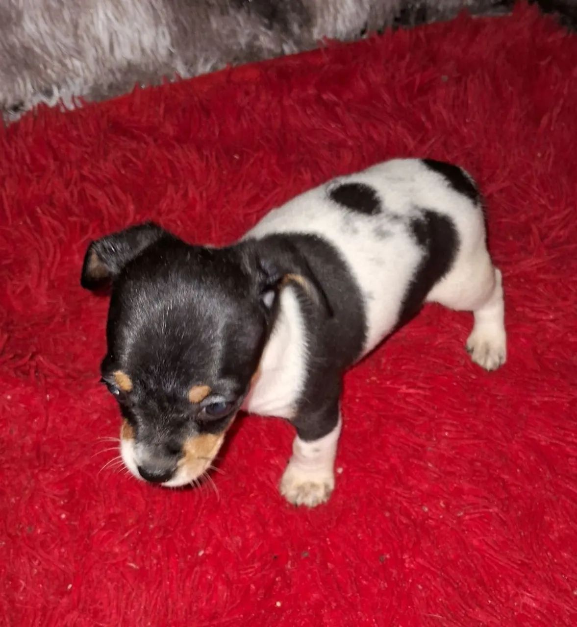Animal de estimaçao  - Foto 4