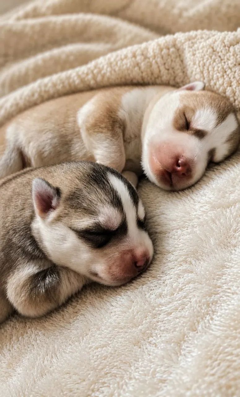 Husky Siberiano  - Foto 2