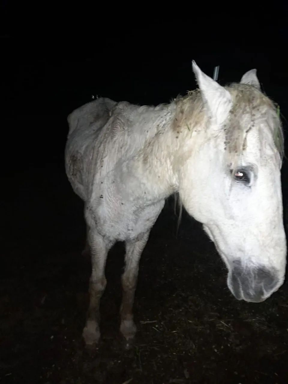 Vendo tordilho pai Percheron e mae manga larga  - Foto 3