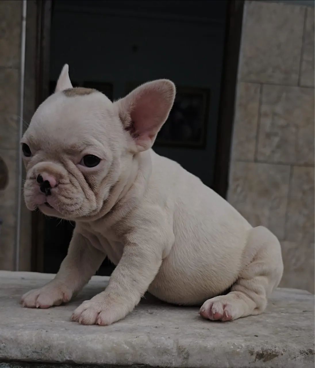 Buldogue Francês Fêmea  - Foto 5