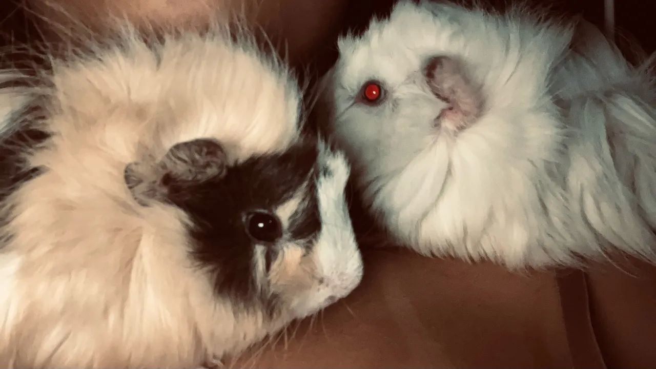 Porco da índia - Foto 4