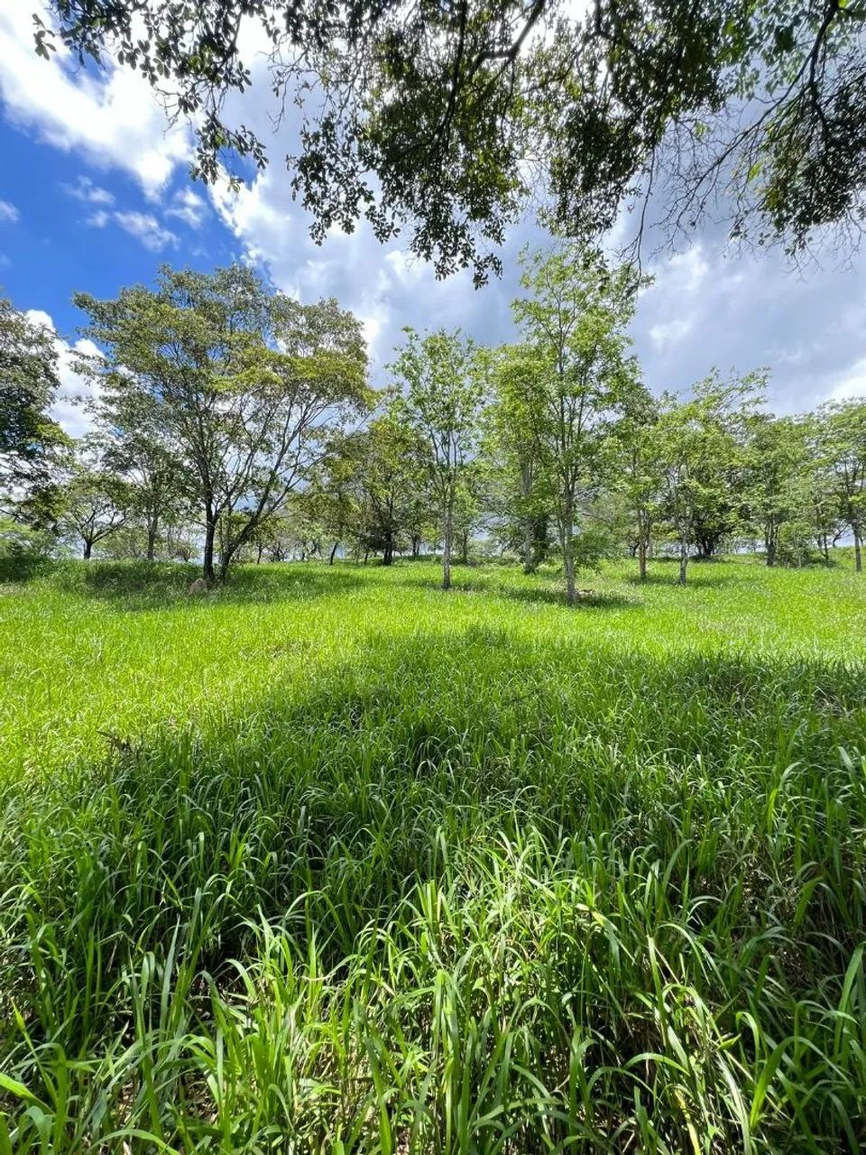 Fazendinhas em florestal  - Foto 3