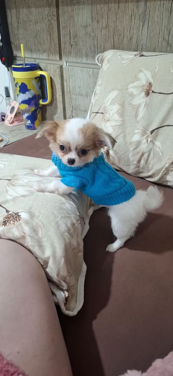  Ultimo Macho de chihuahua  bem mini - Foto 2