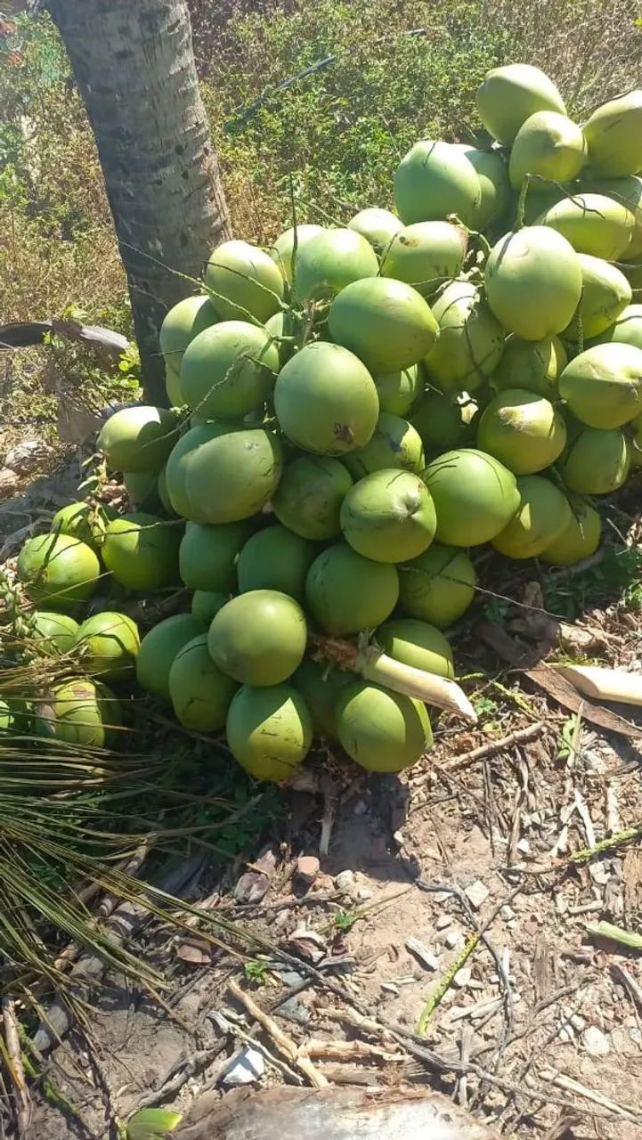 Vende-se coco seco Coco Verde e coco ralado de macaxeira ralada - Foto 3