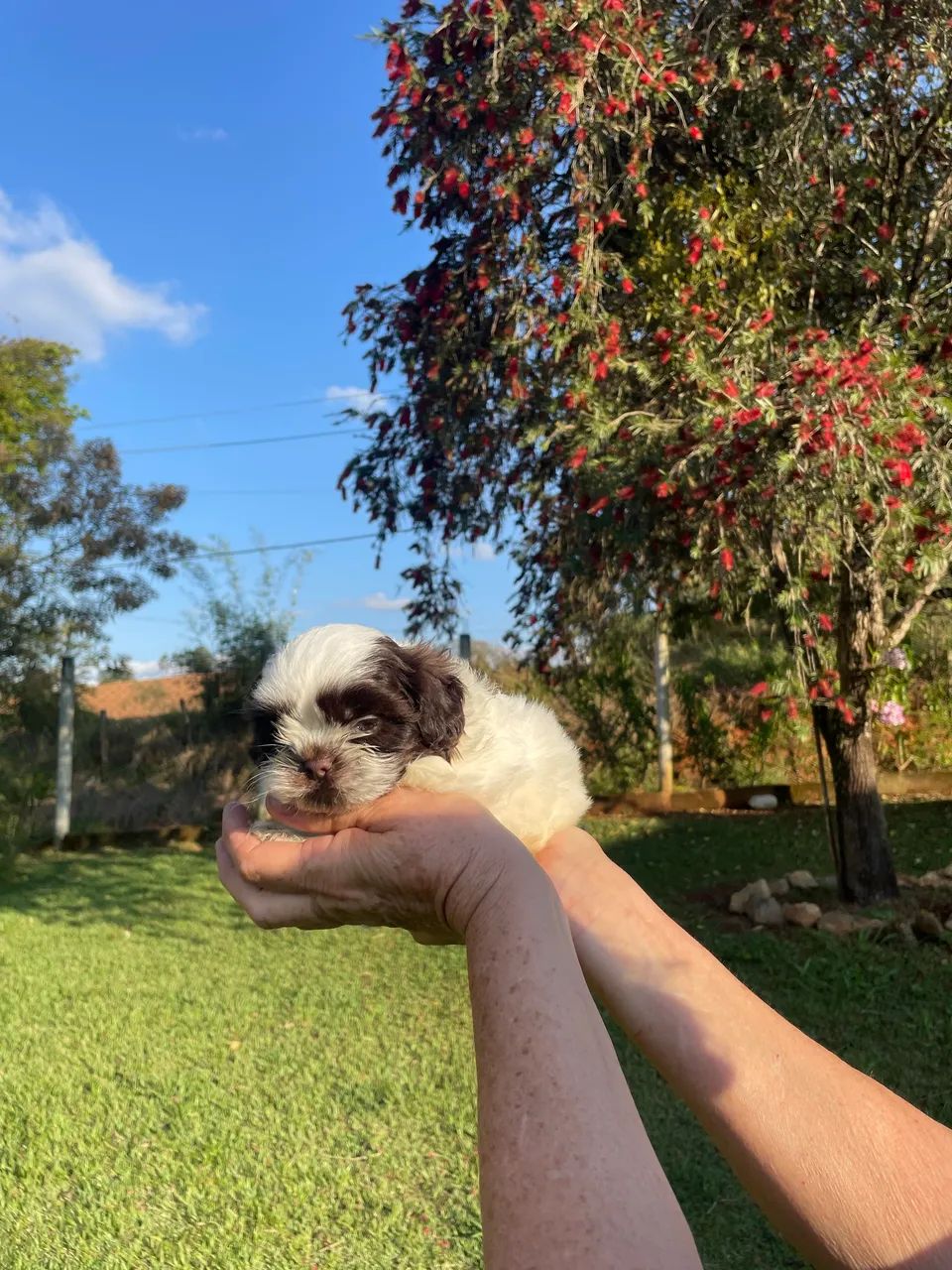 Shih-tzu macho branco e chocolate  - Foto 2