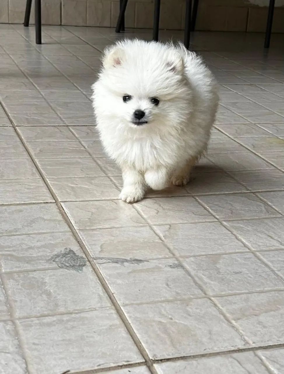 Spitz alemão  - Foto 5