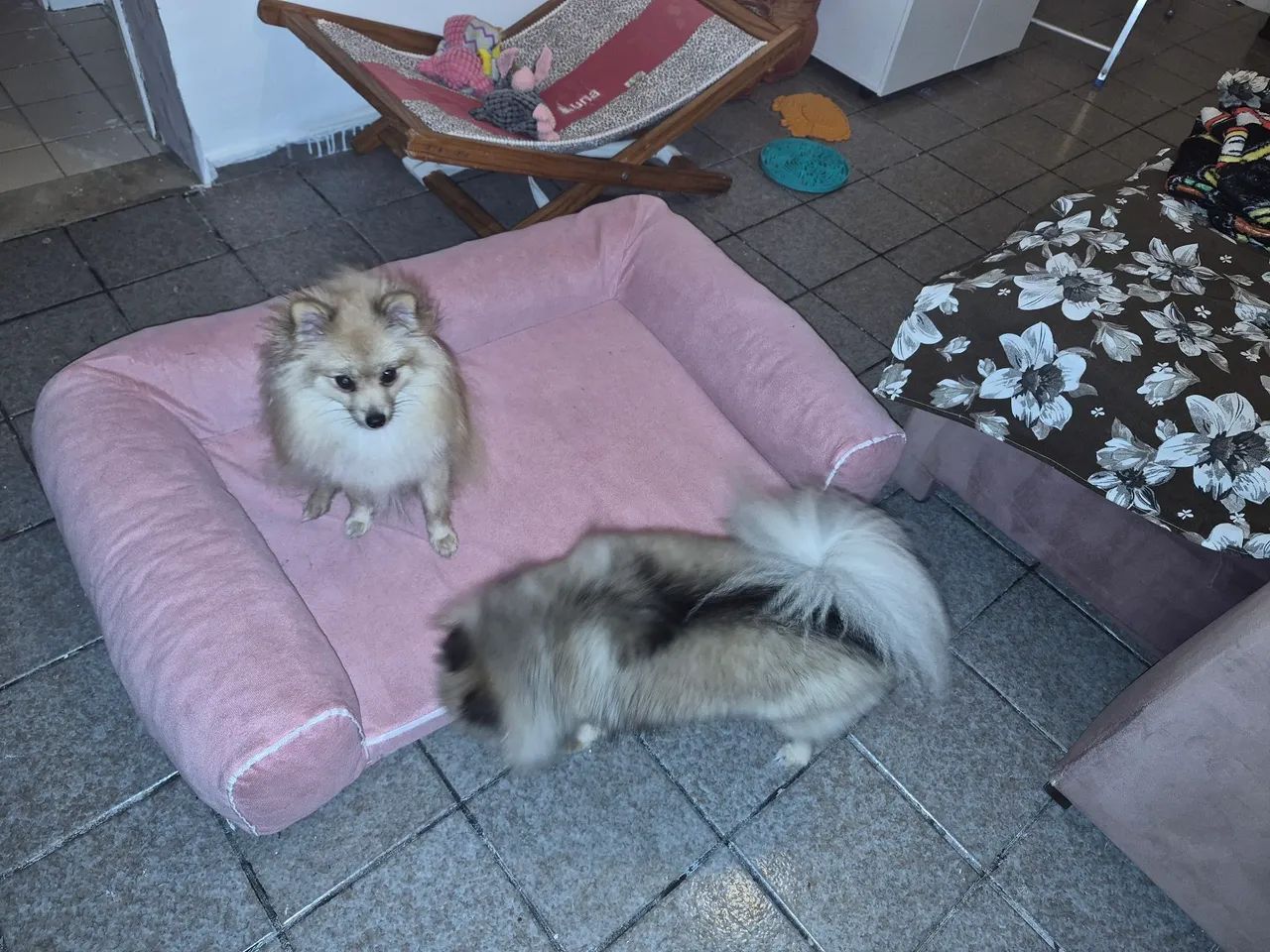 Caminha para Cachorro - Foto 2