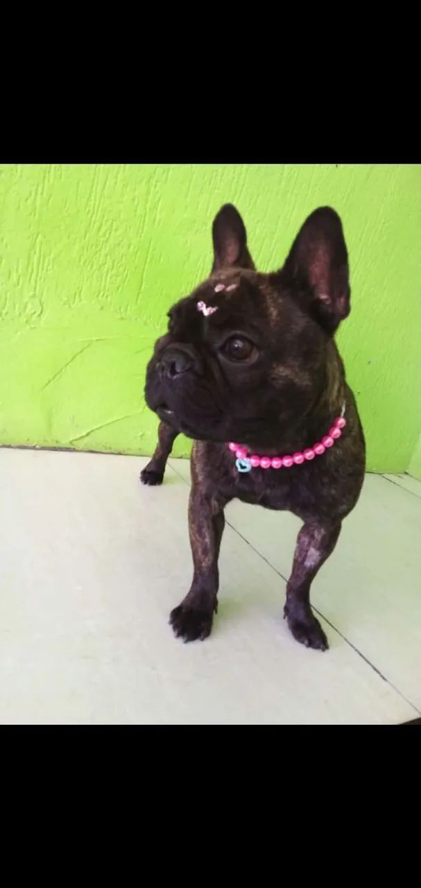 Buldogue francês  - Foto 4