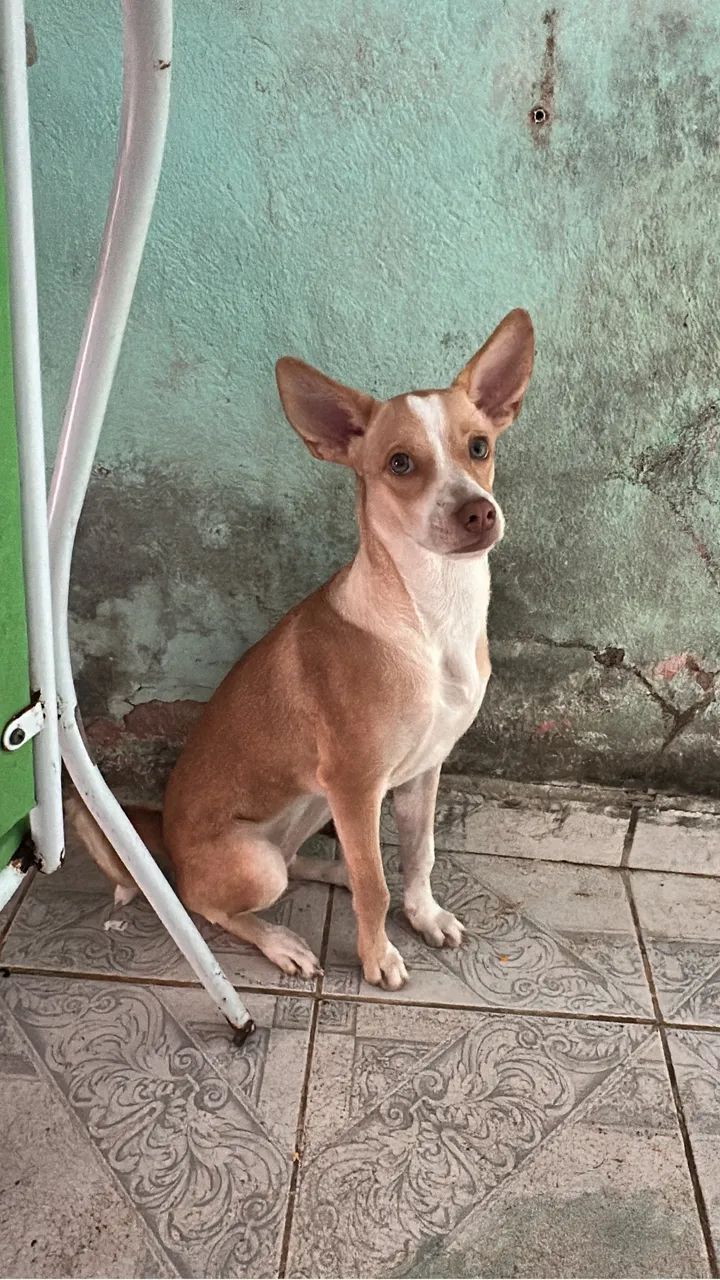 Cachorrinha