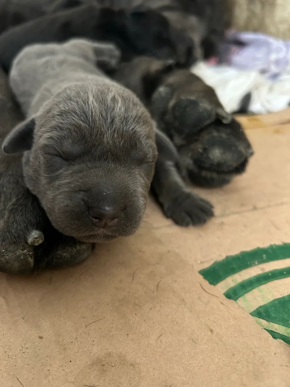 Filhotes de Cane Corso  - Foto 4