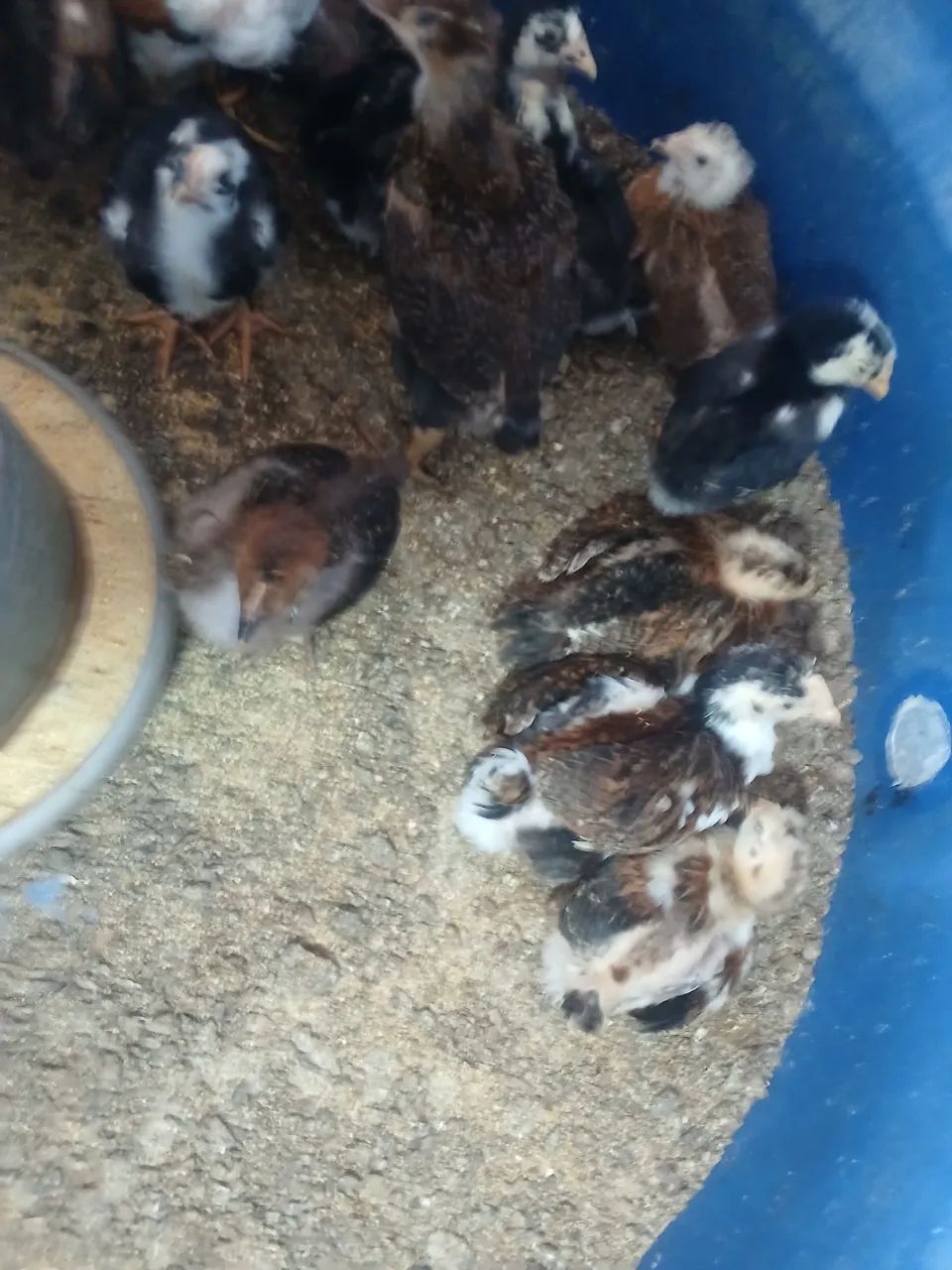 Vendo galinha GSB balão 