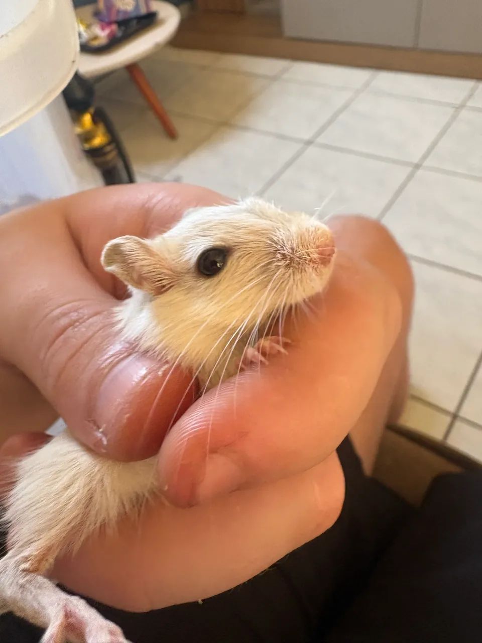 Vendo Gerbil filhote macho branco (raro) - Foto 6