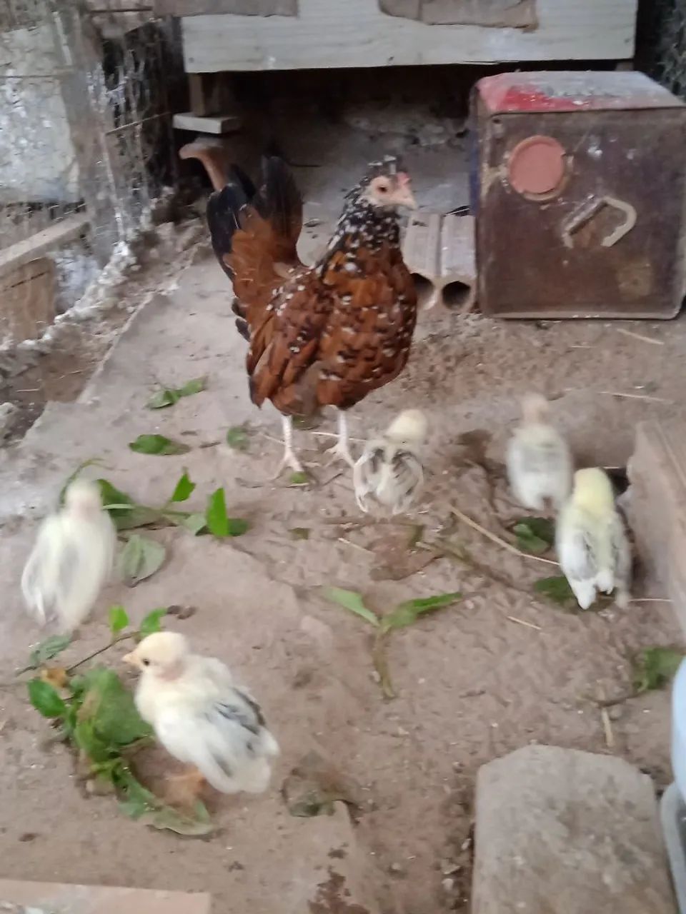 Galinha com pintinhos nagazaki  - Foto 2