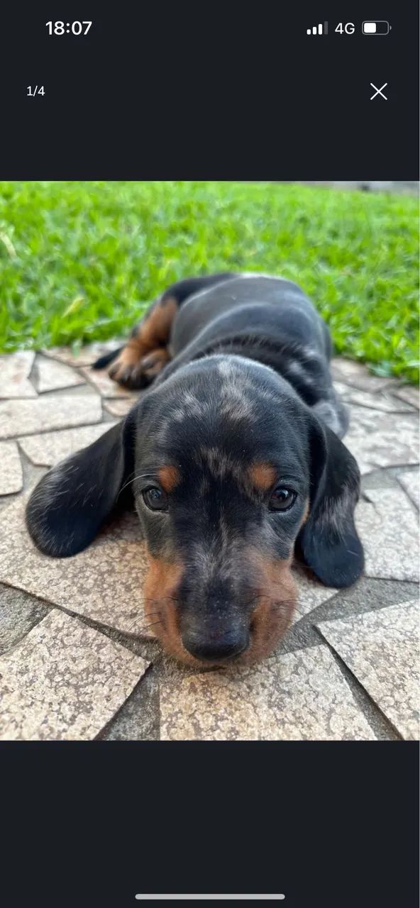 Dashchund