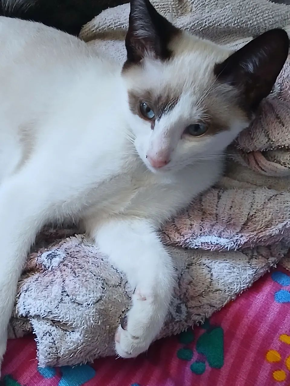 Adoção de gatinha  - Foto 2