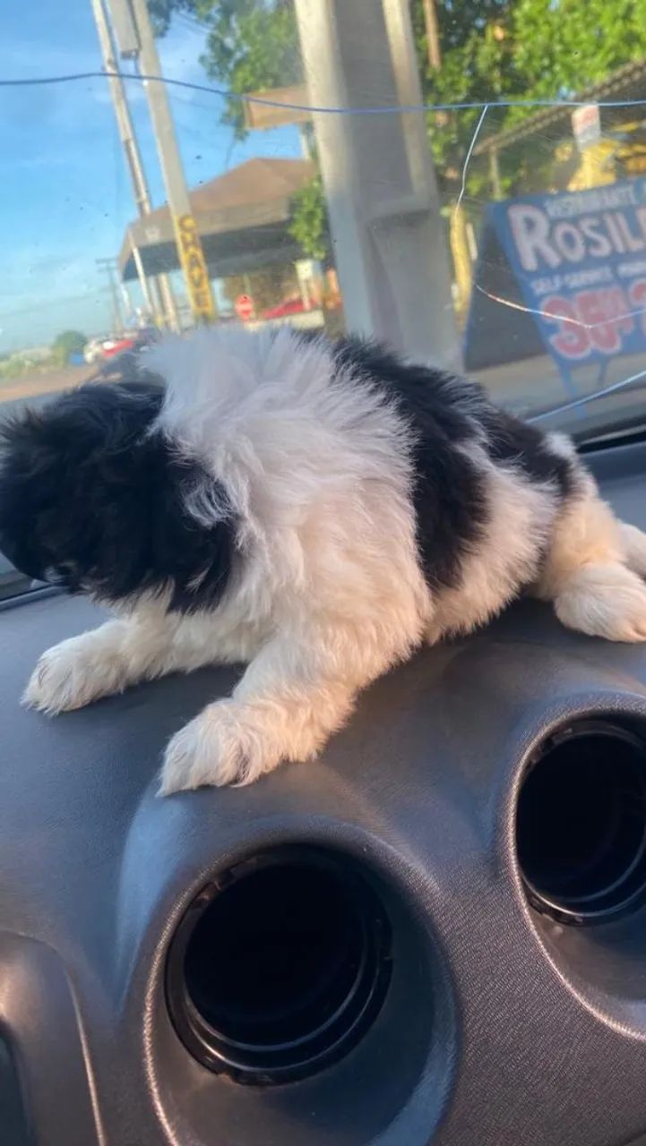 Cachorro Shitzu  - Foto 2
