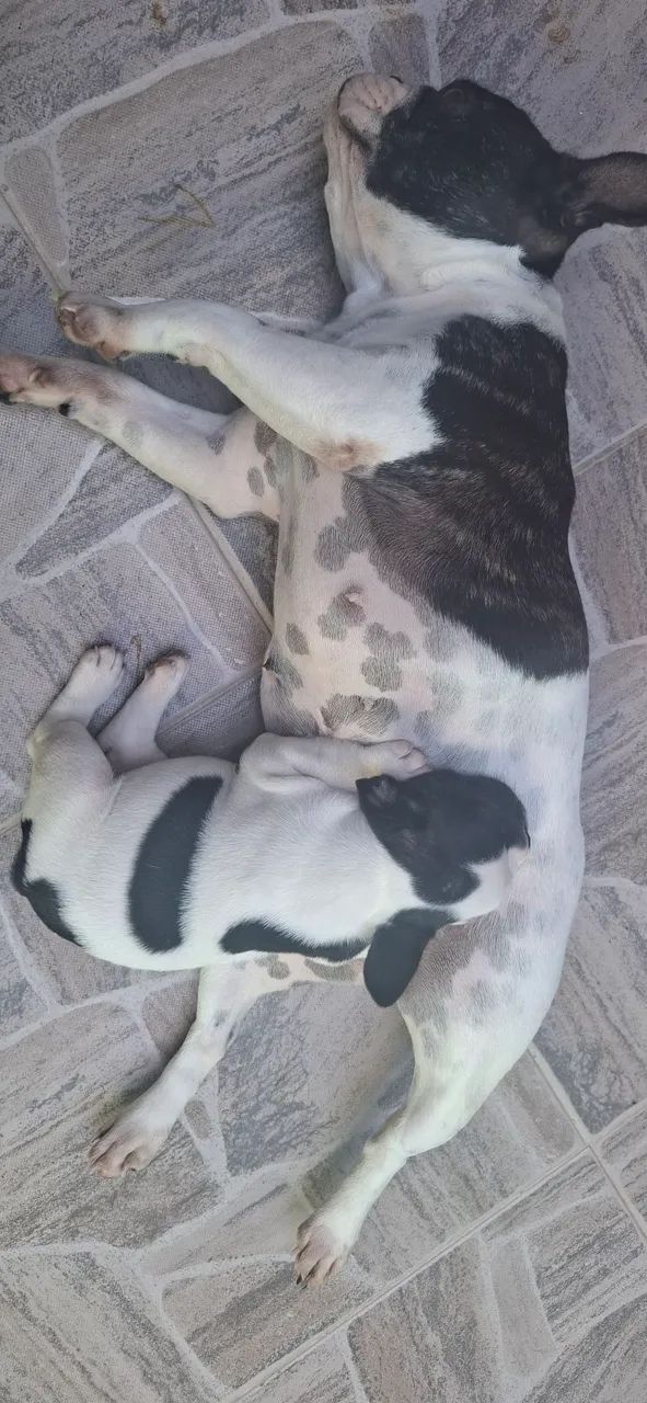 Buldogue Francês  - Foto 4