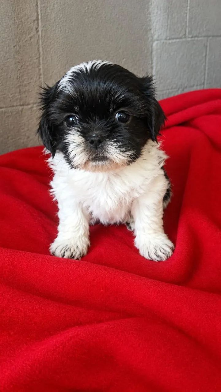Shih tzu