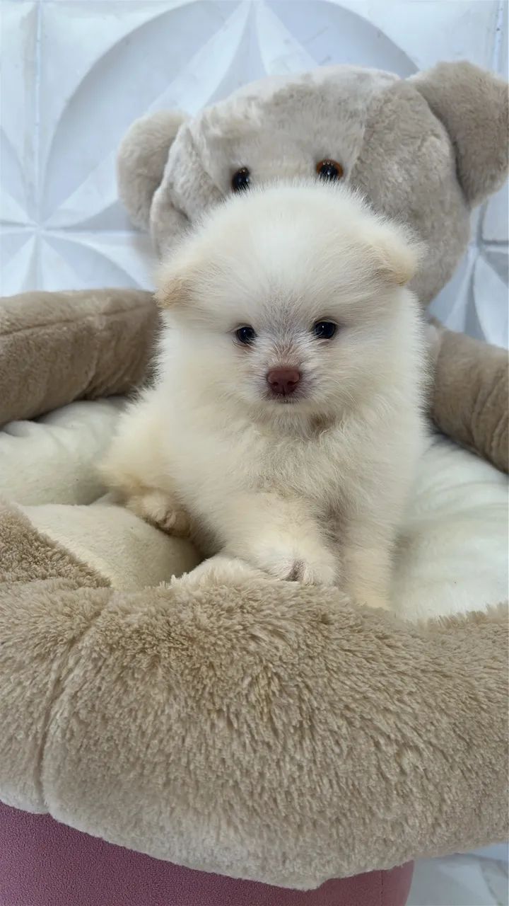 Spitz branquinho anão  - Foto 4